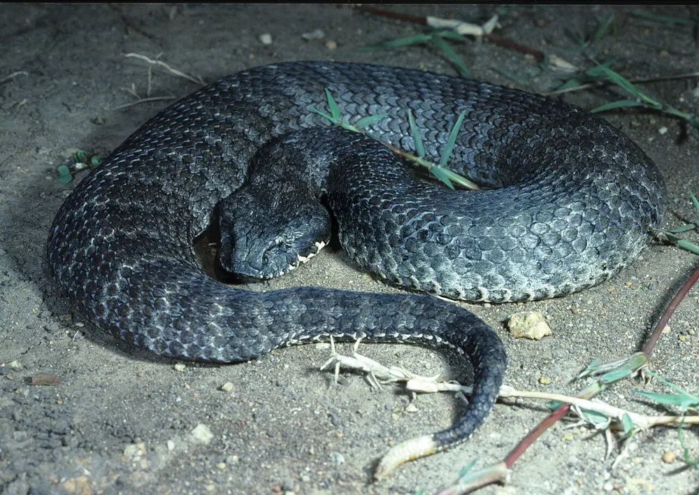 Photo of Common death adder