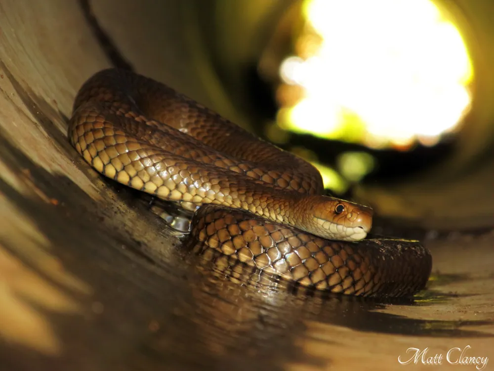 Photo of Eastern brown snake
