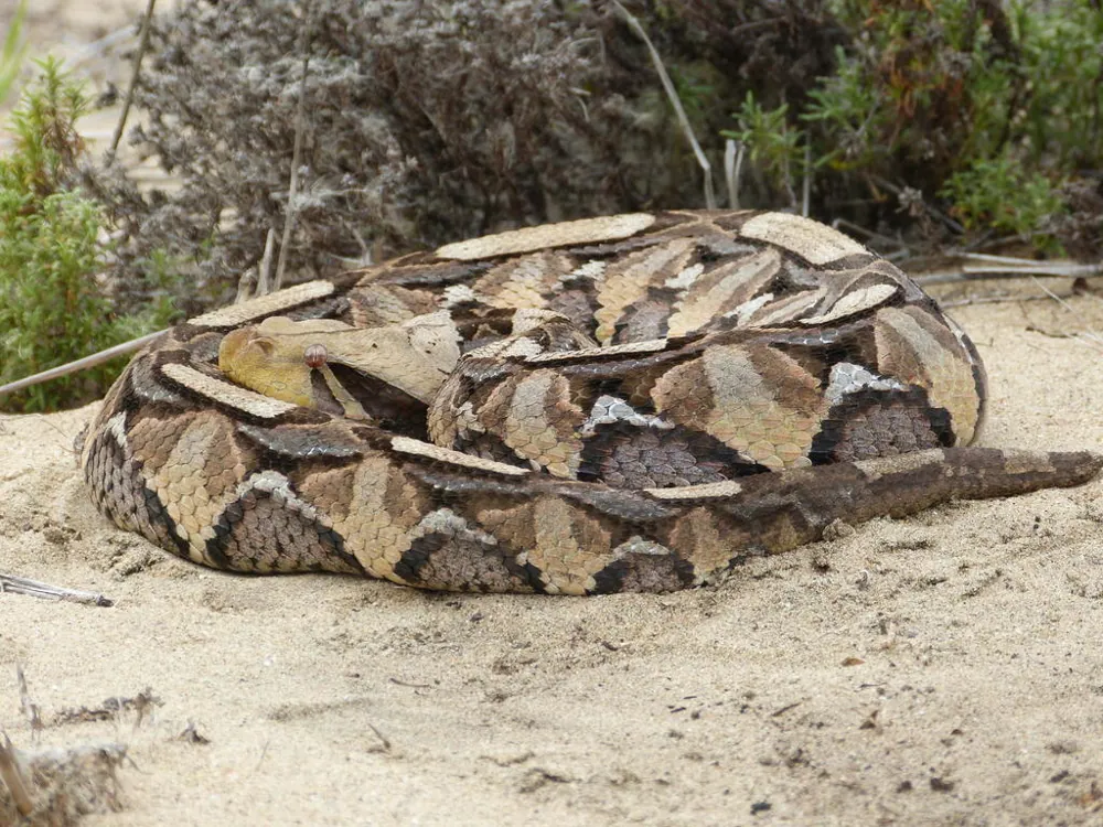 Photo of Gaboon viper