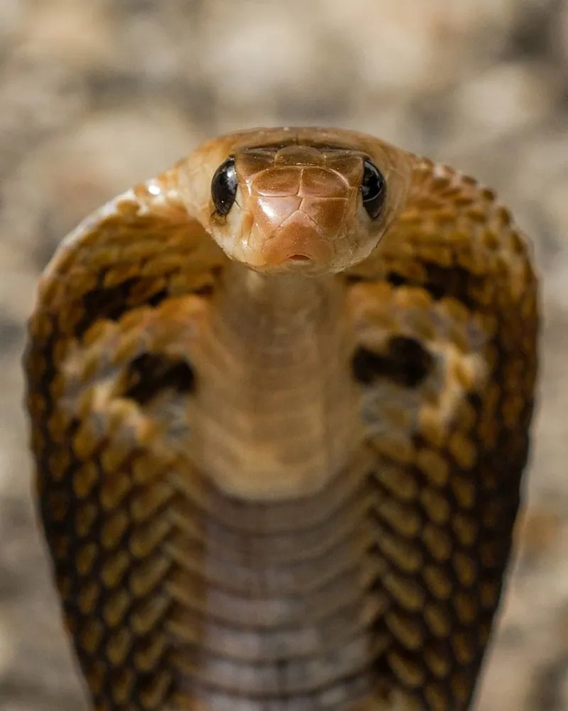 Photo of Indian cobra