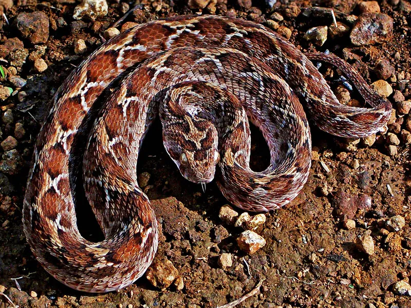 Photo of Indian saw-scaled viper