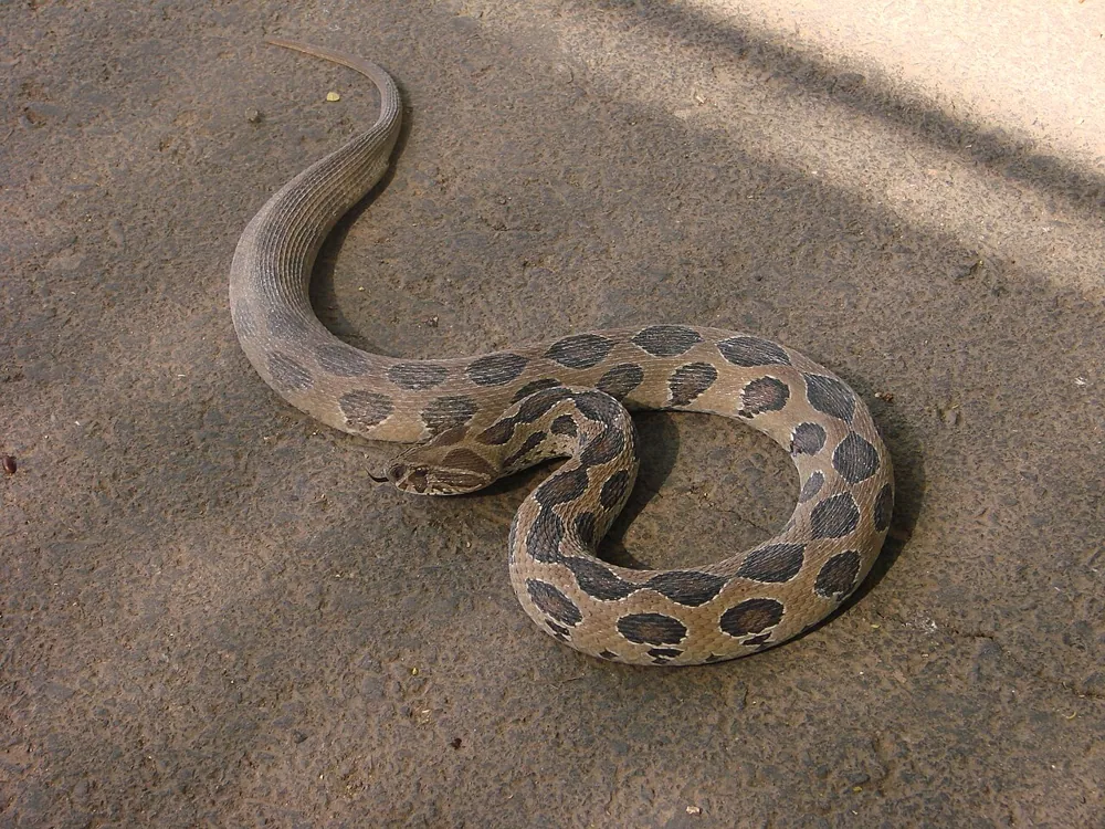 Photo of Russell's viper