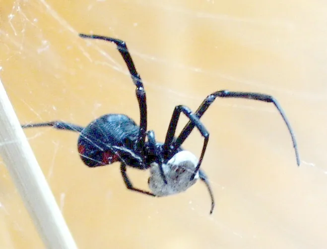 Photo of Southern black widow