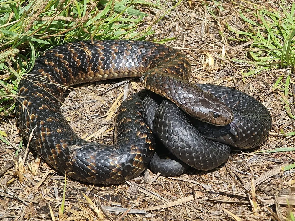 Photo of Tiger snake